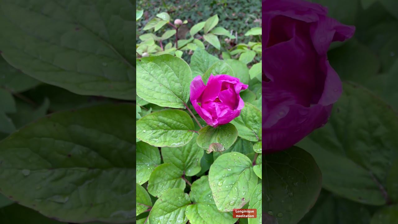 Цветущий Сочи. Весна в Сочи. #сочи #sochi #nature #relaxvideo #videorelax #meditation смотреть онлайн