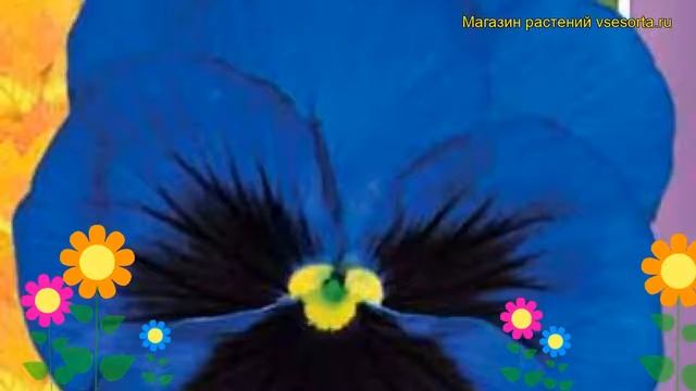 Виола гибридная Ултрамарин. Краткий обзор, описание характеристик viola wittrockiana Ultramarin смотреть онлайн