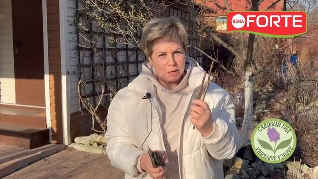 Как правильно обрезать и подкормить гортензии весной. Новое водорастворимое удобрение Bona Forte