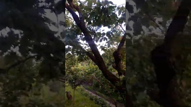 Абрикос  ананасный на дичке,(прищепы)