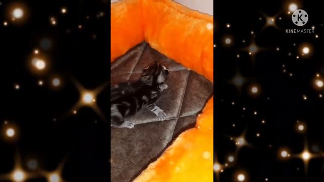 Кошка поёт колыбельную для котят💝😇 #видеопроживотных #милоевидео