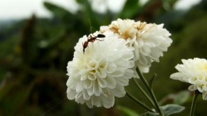 Как живут муравьи? Все о муравьях