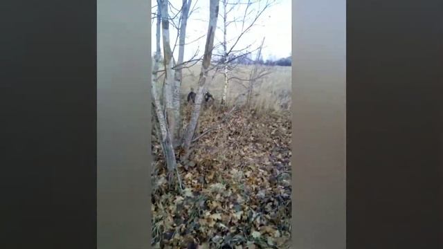 Работа собаки на лису смотреть онлайн