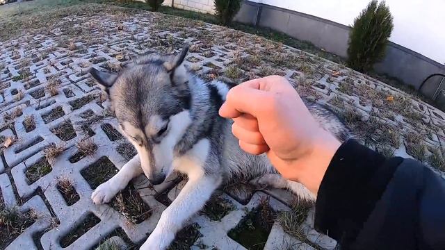 СОБАКИ СБЕЖАЛИ с Нового Дома. Первый снег - рай для хаски