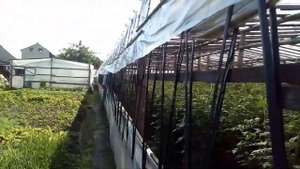 Петуния и подкормки кальциевыми удобрениями.