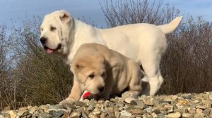 Чили Перец Из Древнего Рода 1,5 месяца (Исида - Прайд Из Древнего Рода ЮЧР ЧР) Шияр Из Древнего Р.