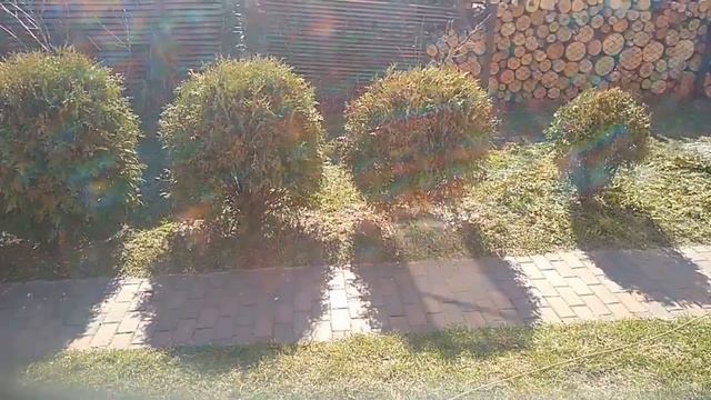 Станок для формування шара з шаровидної туи. смотреть онлайн