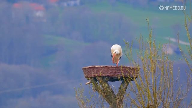 Как заставить себя не нервничать смотреть онлайн