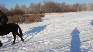 Как обучить диких лошадей