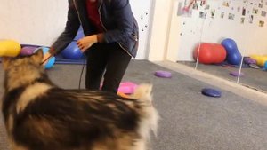 Обучение вашей собаки трюкам за 4 минуты - как правильно учить?