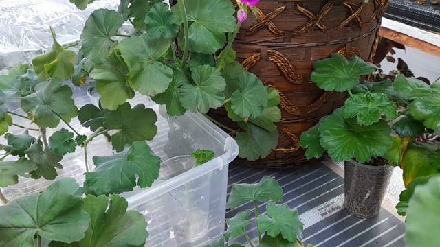 💯💯💯Пеларгония,черенки показали корни 💯%🌺🌺🌺Показываю результат укоренения в воде❗❗❗Часть вторая❗❗❗ смотреть онлайн