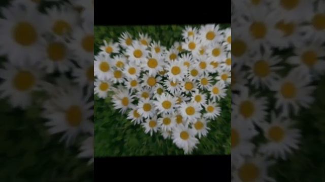 🌼. РОМАШКИ.