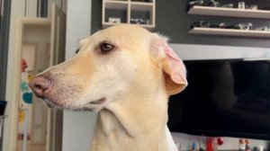 Why Does My Dog Bark At Their Own Reflection? | Strategies to Stop It