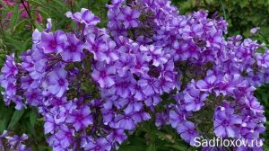 Один из любимых, флокс Зарядье в моем саду