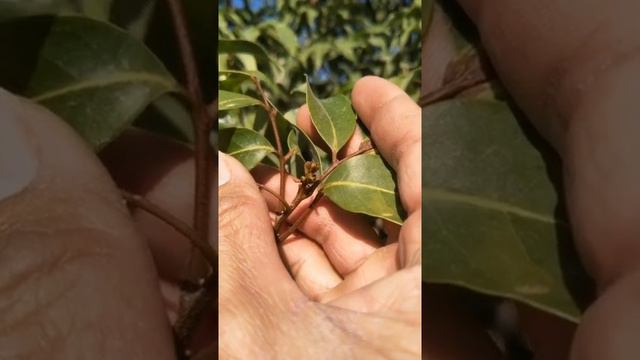 Citrus, lemon, orange, mandarin grafting  Tree grafting technique # 78