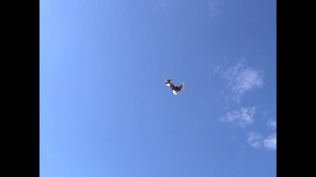 торцовые  генические голуби Николаенко С.А. молодые