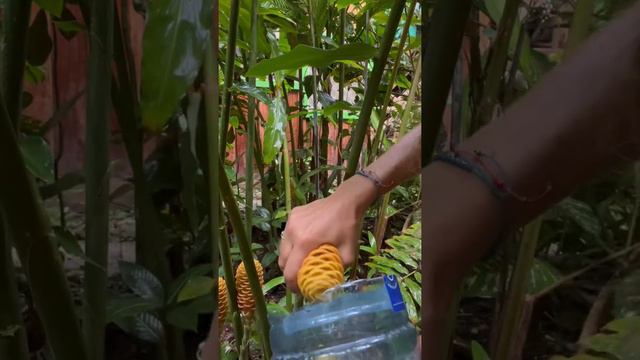 Ginger shampoo plant FAIL! Only rain water😝🌨