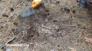 Бесплатный грунт для посадки Голубики