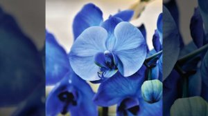 Как оживить засохшую орхидею