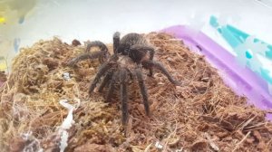 Содержание птицееда вида Brachypelma