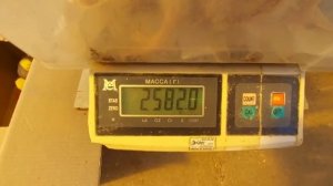 Вес бройлеров в 14 дней. На МЕГА КОРМЕ.