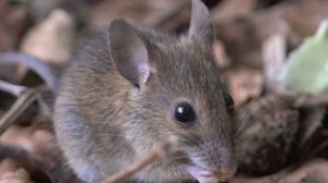 Сколько живут мыши — что влияет положительно