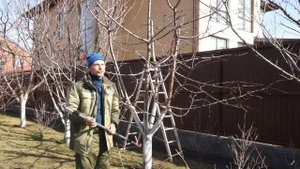 Черешня. Снижаем высоту.