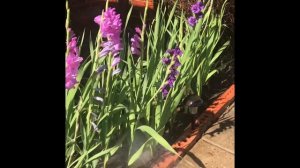 My Gladiolus Flower Garden