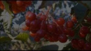 "Калинка-малинка". Автор - композитор Иван Петрович Ларионов.