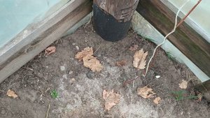 Виноград из косточки. Обрезка однолетних саженцев. Seed grapes. Эксперимент