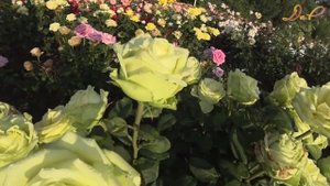 "Вдыхая розы аромат", романс в исп. Геннадия Белова