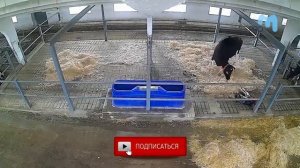 Отел у коров. Первые признаки и процесс отела Как хранить молозиво? Как правильно выпаивать теленка