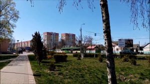 Новобелица весенняя