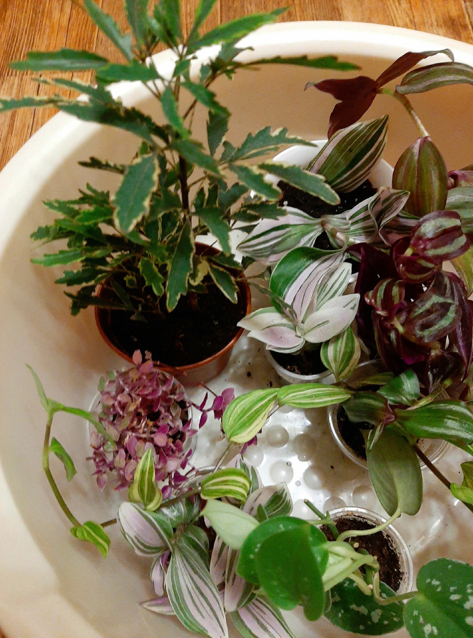 Посылка с традесканциями и др. цветами из Санкт- Петербурга смотреть онлайн