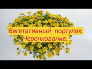 Вегетативный портулак. Черенкование.
