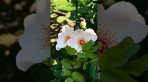 Роза Сюрир д`Изабэль/Sourire d'Isabelle. Первое цветение саженца этого года.