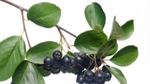 ЧЕРНОПЛОДНАЯ РЯБИНА / АРОНИЯ ЧЕРНОПЛОДНАЯ / ARONIA