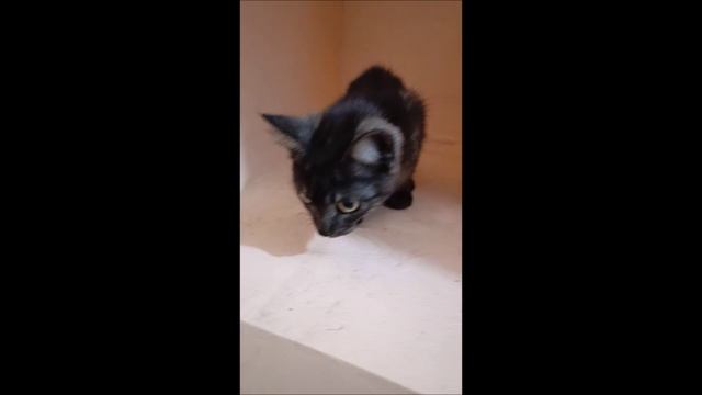 Котенок