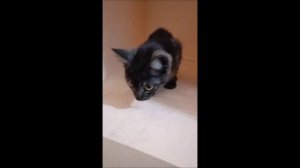 Котенок
