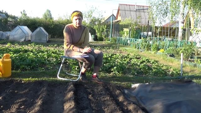 Посадка в грунт рассады капусты смотреть онлайн