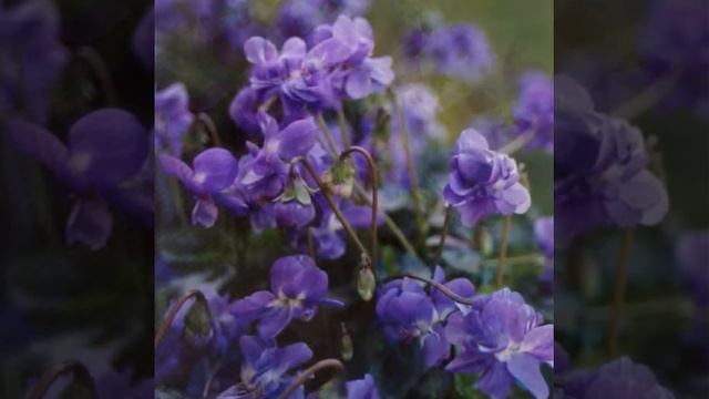 Фиалочки смотреть онлайн