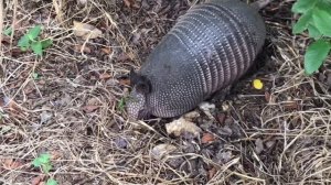 Расслабляющий фильм о животных Бразилии - Обезьяна, носорог,крокодил,тигр,ягуар,волк,медведь и т.д