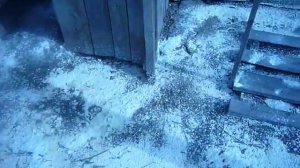 Дезинфекция выгула кур