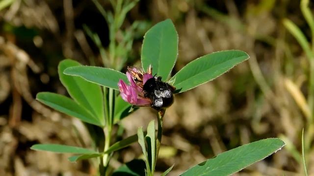 Переменный шмель (Bombus Humilis) и Каменный шмель (Bombus Lapidarius) Владимирская обл 06.07.2021