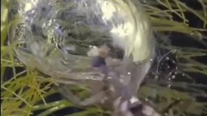 Паук-серебрянка строит себе домик из воздуха под водой