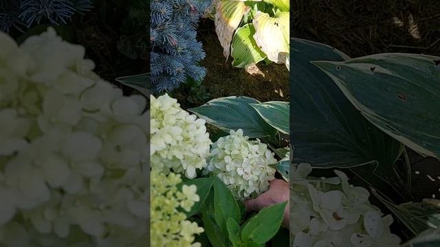 гортензия низкорослая литл спукки