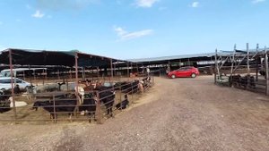 ВЗЛЕТЕЛИ ЦЕНЫ НА МЯСО ПЕРЕД ПРАЗДНИКОМ КУРБАН БАЙРАМ! ГДЕ купить барана и быка. Анталия Турция