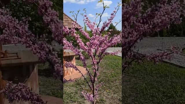Цветение Церциса.