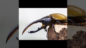 Слайды про жука-геркулес. Жук-геркулес.