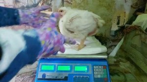 Отличные бройлеры! ?? Что едят, что пьют, вид, вес бройлеров в 27 дней.